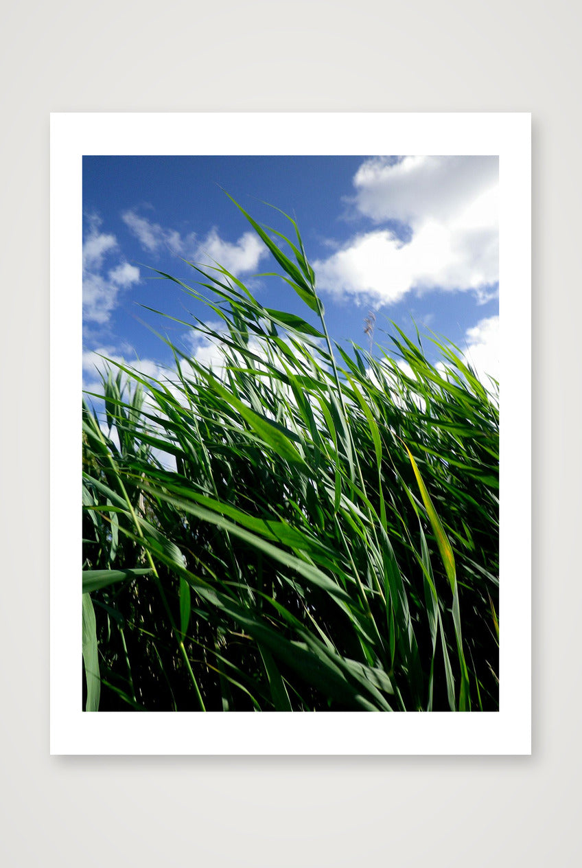 French field — 60×80cm, 24×31" Print only
