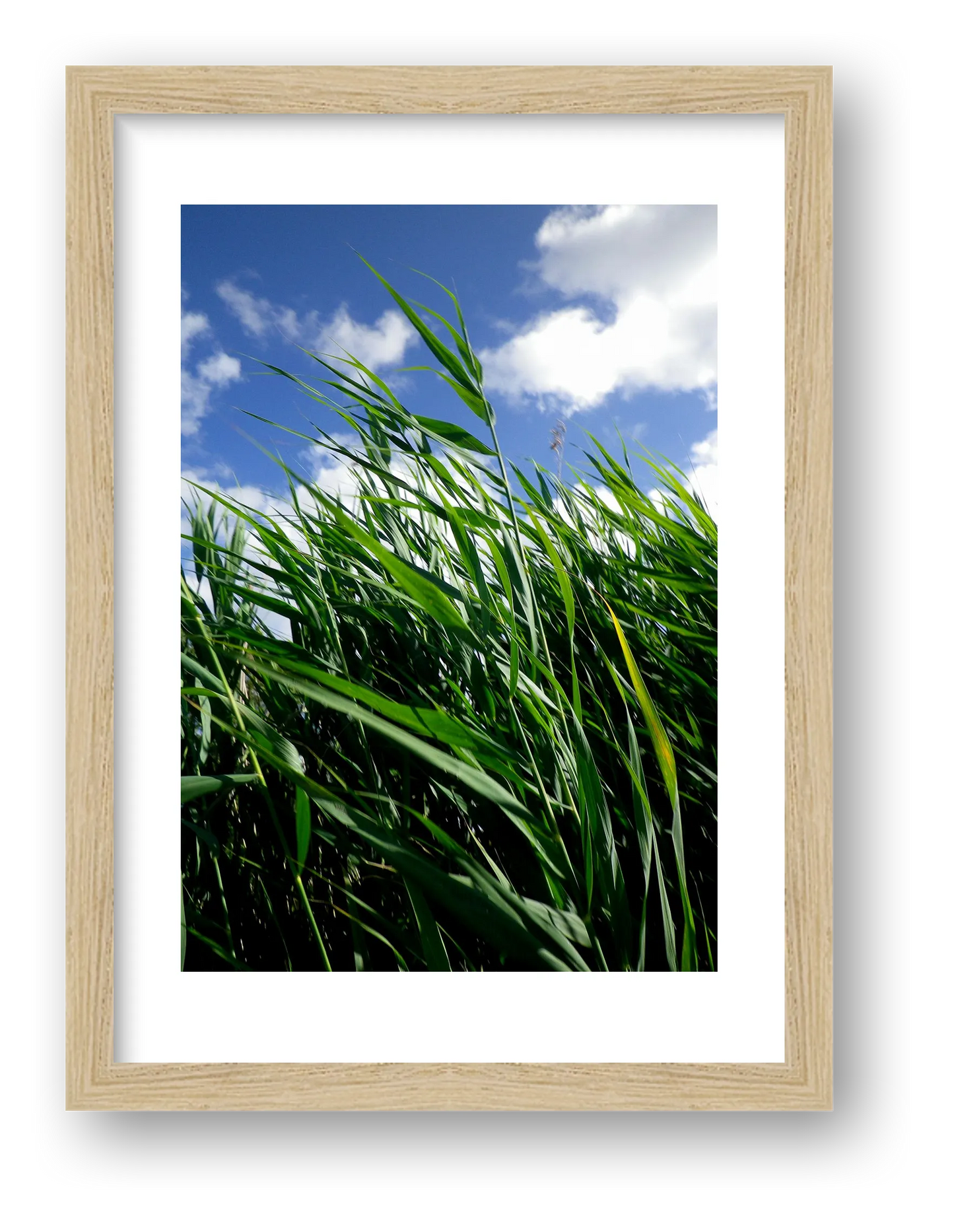 French field — framed
