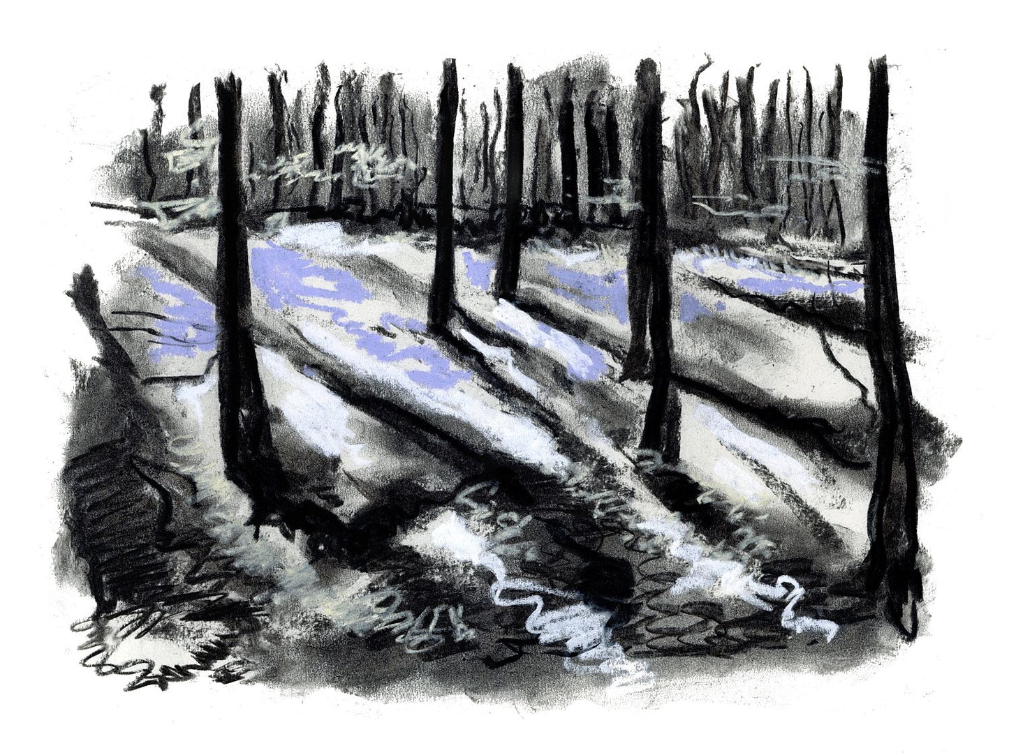 Bluebell Wood Somerset