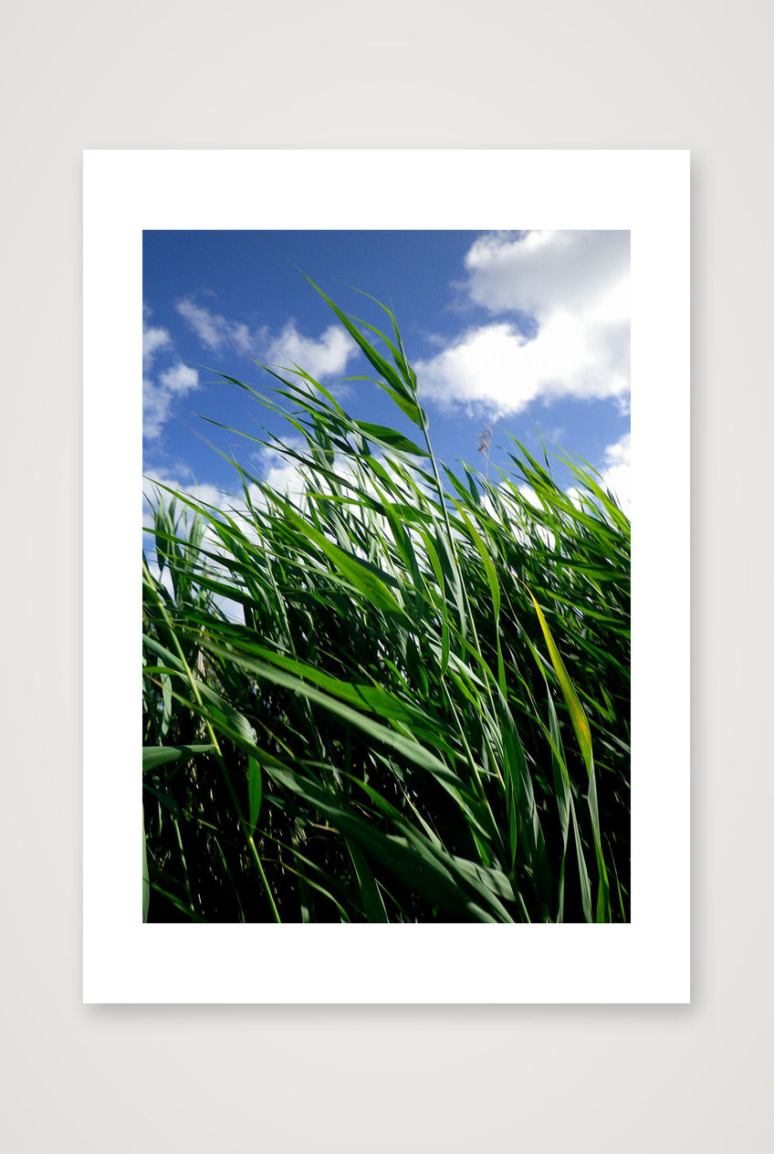 French field — 42×59cm, 17×23" Print only