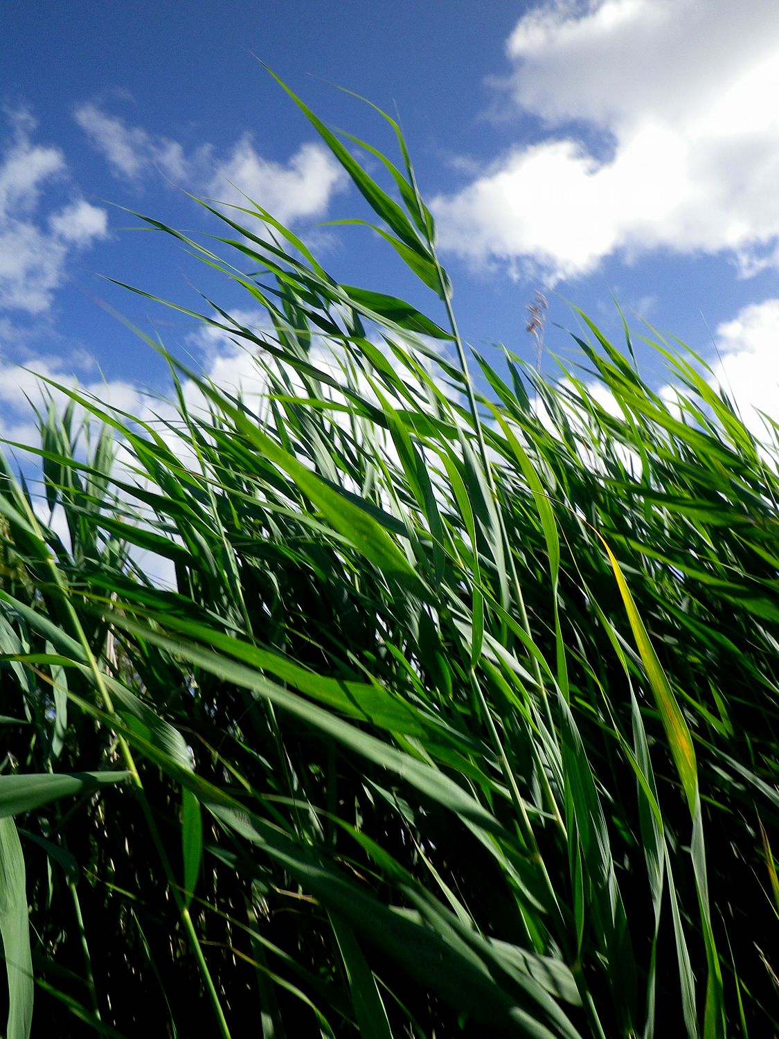 French field