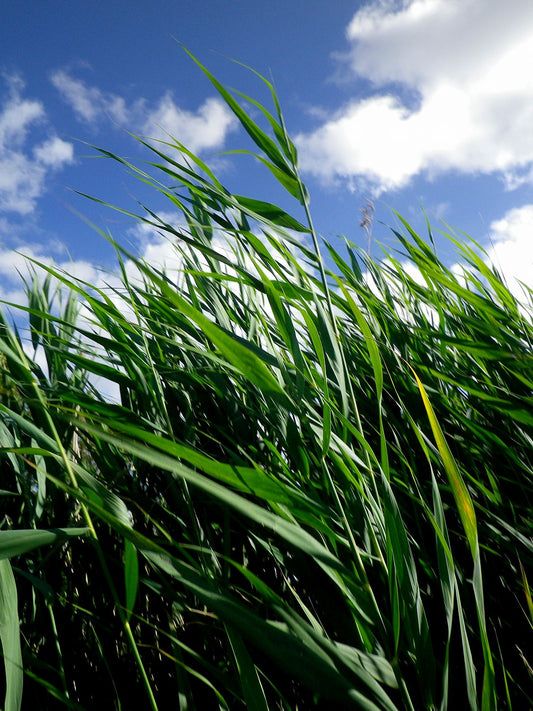 French Field