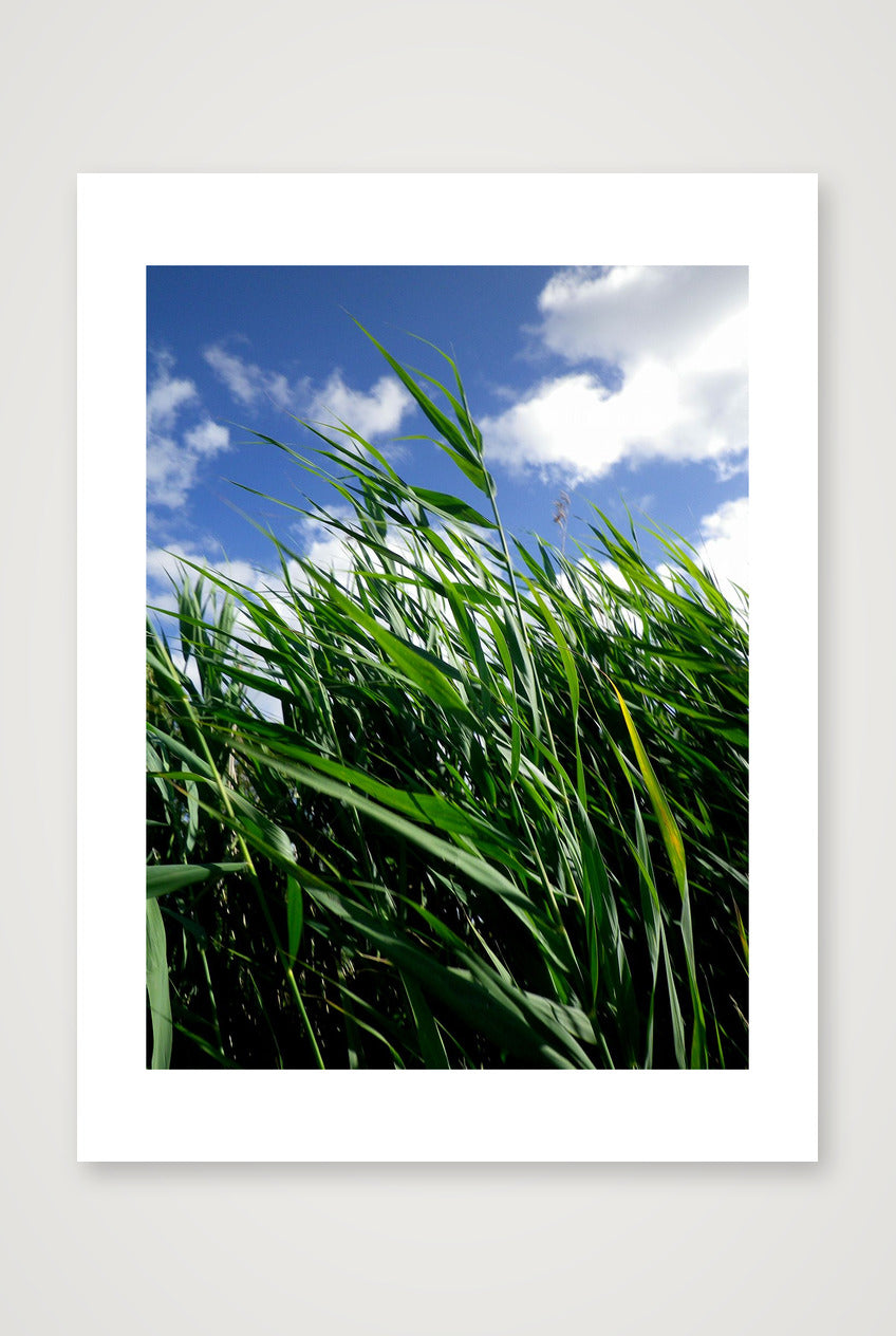 French field — 30×40cm, 12×16" Print only