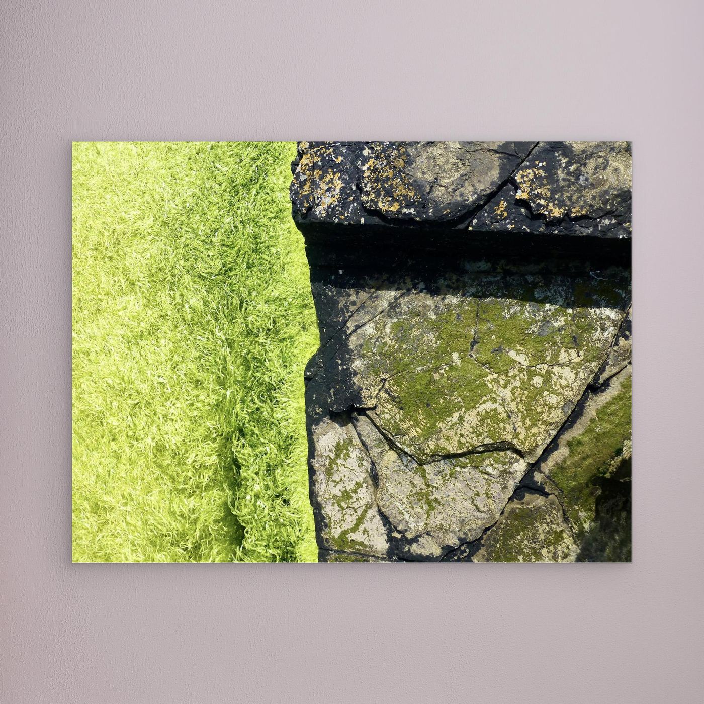 Orkney Weed