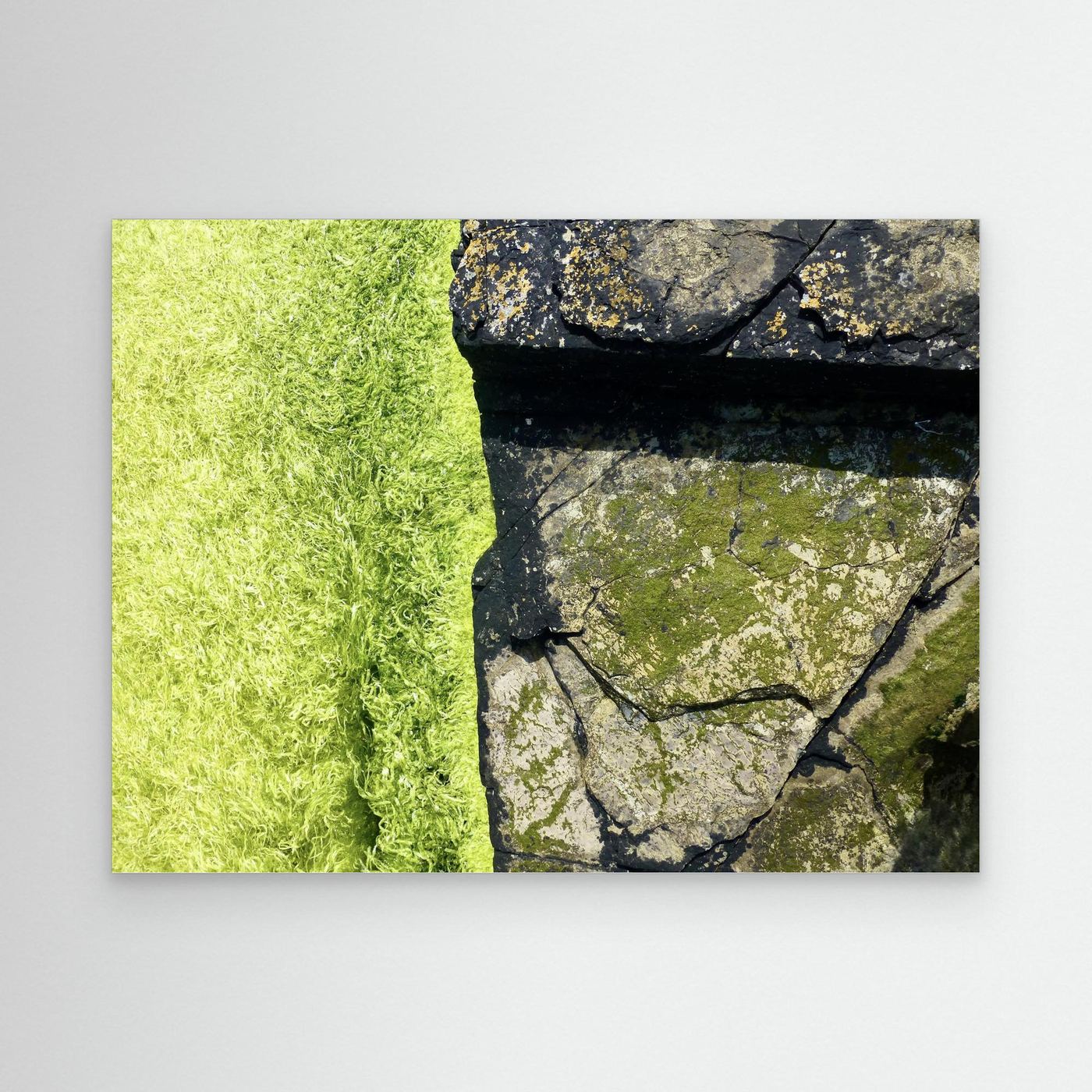 Orkney Weed